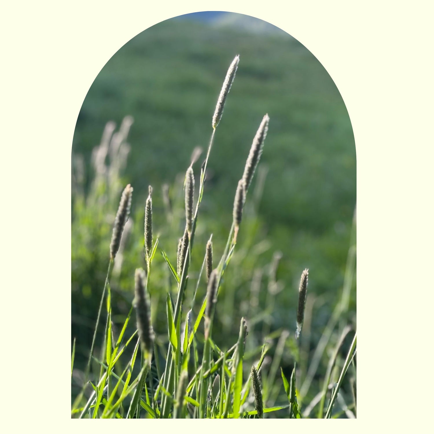 Grasfora talgbasert hudpleie 